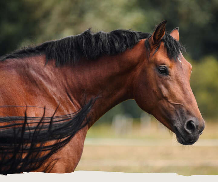 teaser pferde futter supplement